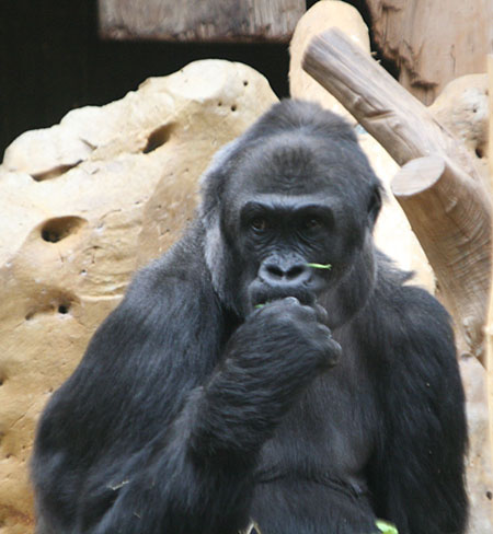 gorilla06