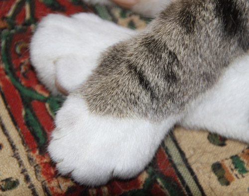 katzenpfoten