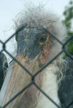 marabu