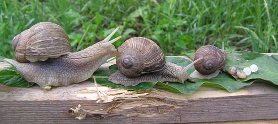 schnecken