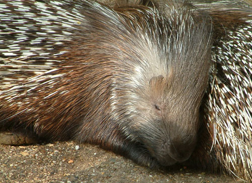 stachelschwein